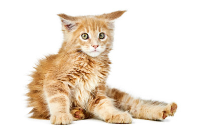 缅因猫，孤独