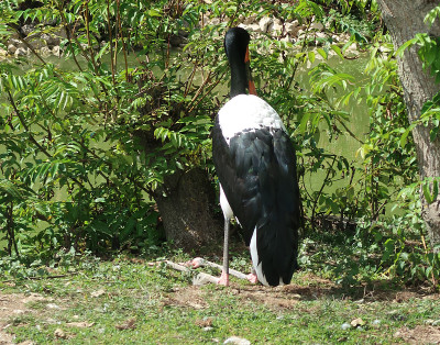 坐鞍喙鹳(senegalensis Ephippiorhynchus)