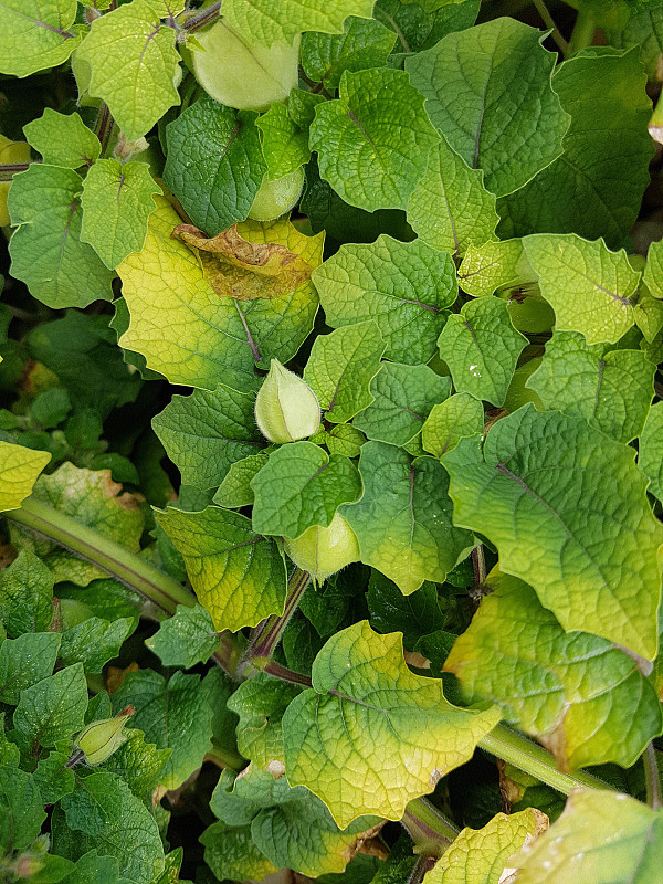 Physalis, pruinosa, Preciosa