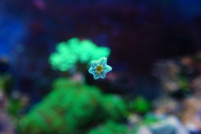 阿斯特里纳海星是常见的星在家庭珊瑚礁水族缸