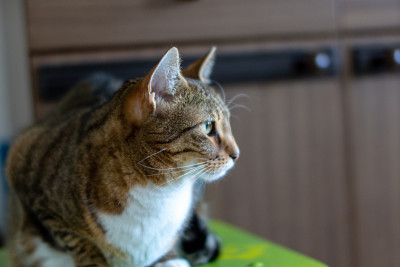 自然环境中的家猫