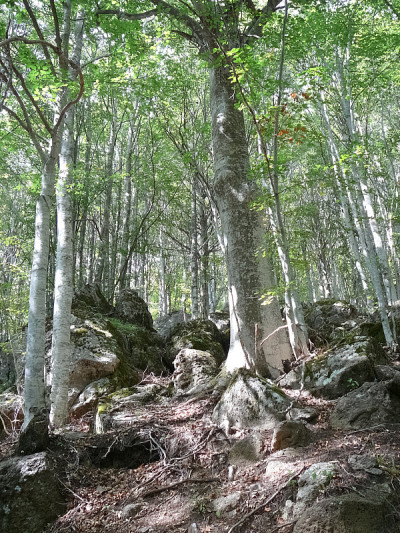 蒙特阿米亚塔