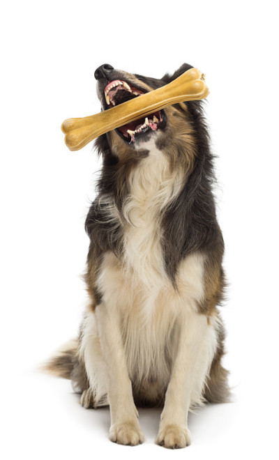 边境牧羊犬坐着，啃着白底的骨头