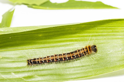 普通钝蝶的黑色毛虫(Discophota sondaica Boisduval)