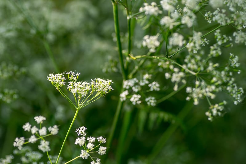 牛欧芹