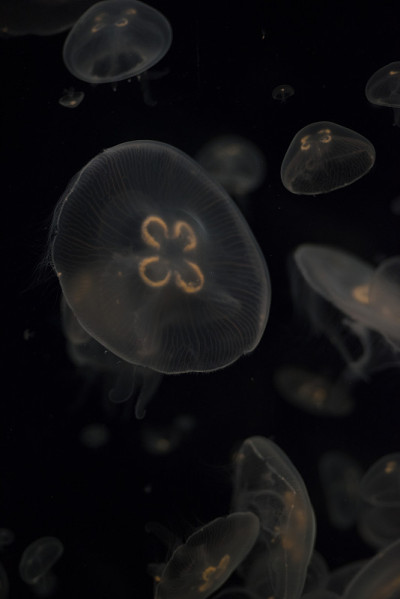 黑上孤立的水母