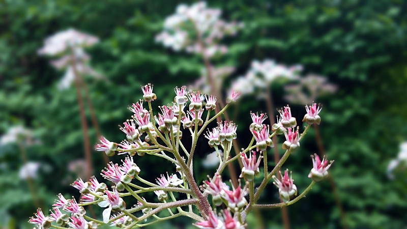 Saxifraga削皮或达米拉削皮