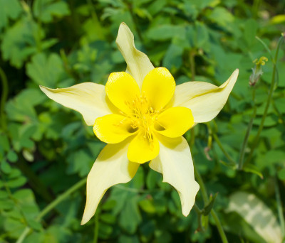 花耧斗菜