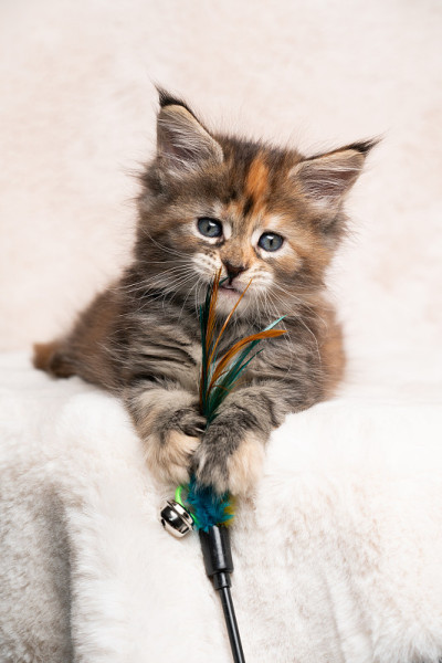 可爱的印花布缅因猫玩羽毛玩具