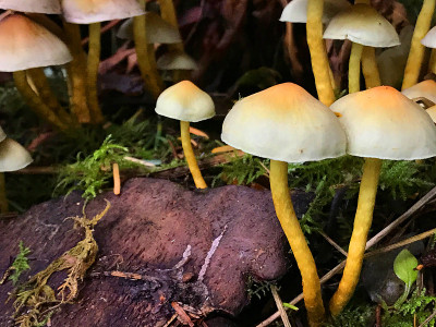 森林蘑菇