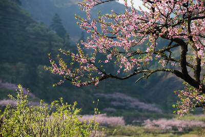 粉红色的花朵