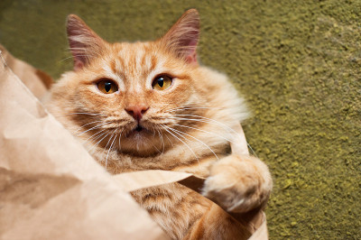 红毛毛猫