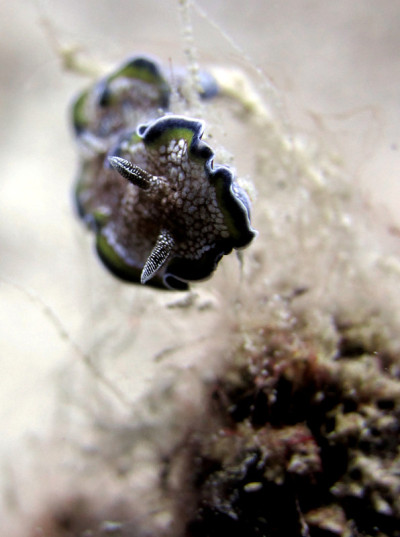 Blue-edged glossodoris
