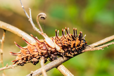 卡特彼勒黄金birdwing