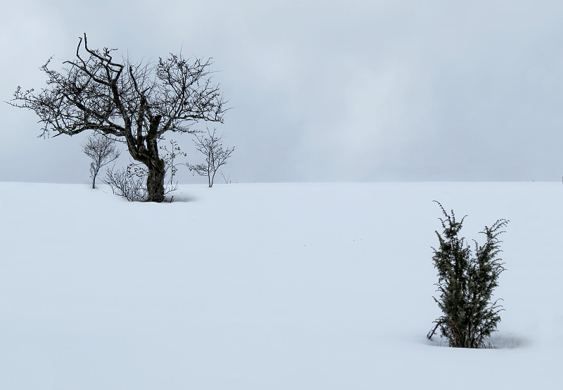 雪和木材