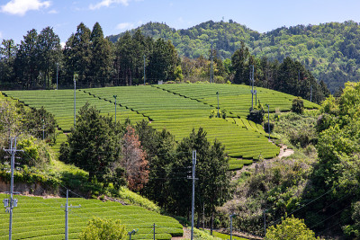 日本京都的茶园