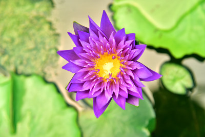 鲜花盛开