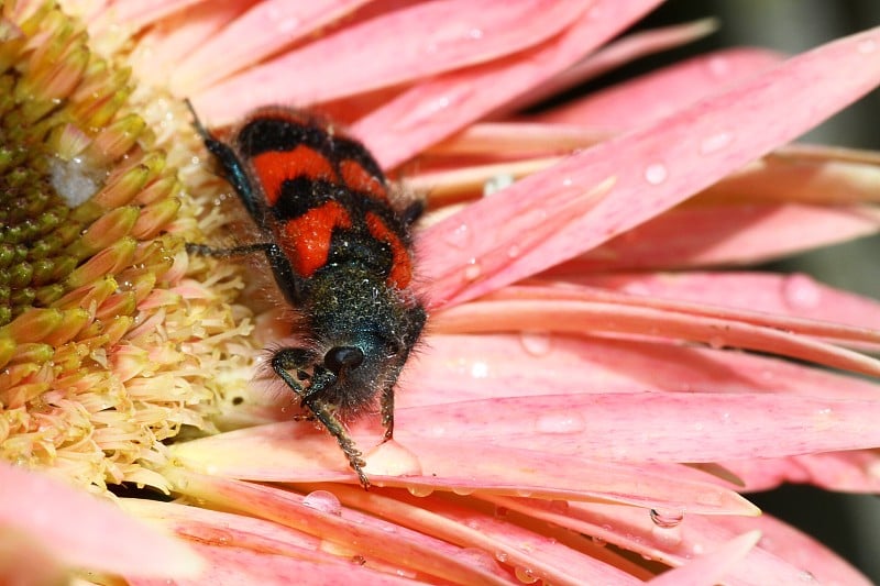 蜜蜂甲虫