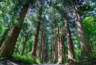 这张照片拍摄的是日本通往Togakushi神社的道路