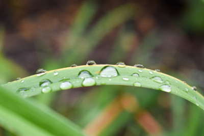 小雨打在树叶