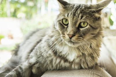 缅因库恩猫