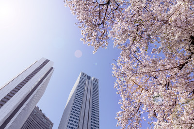 这个城市里樱花盛开