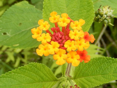 亚马逊花