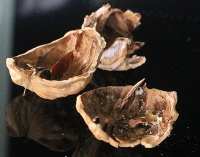 破碎的核桃