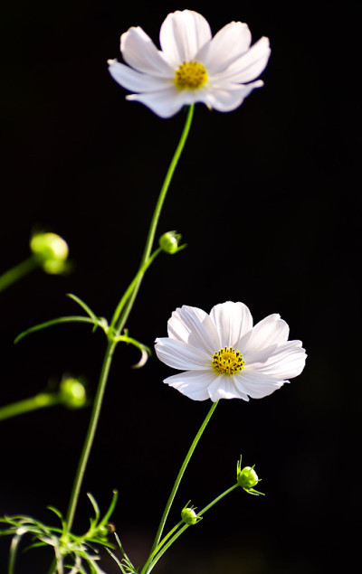 宇宙的花