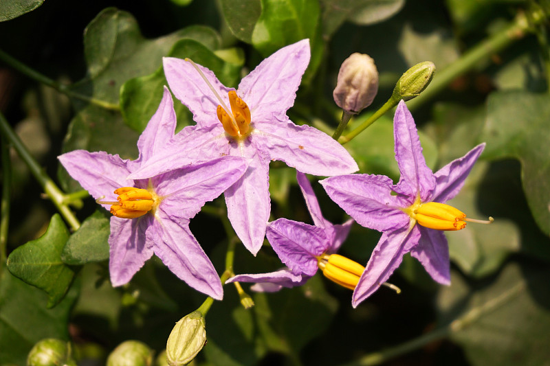 茄属植物trilobatum花