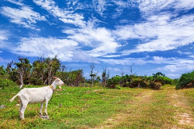 日本冲绳县羽间岛的夏日美景