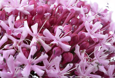 粉红色的花朵/Eupatorium maculatum