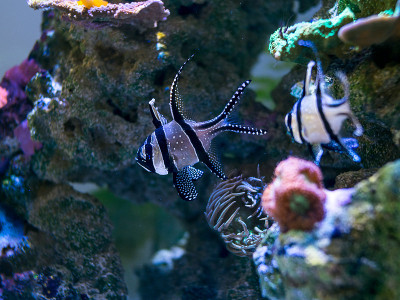 珊瑚礁水族馆里的邦盖红雀(翼龙)