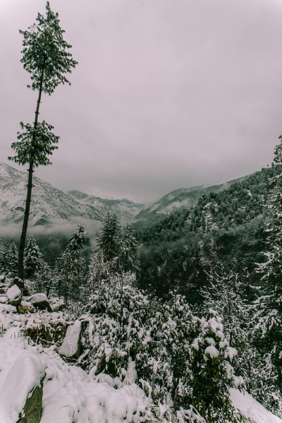 冬天，喜马拉雅山上的树被雪覆盖