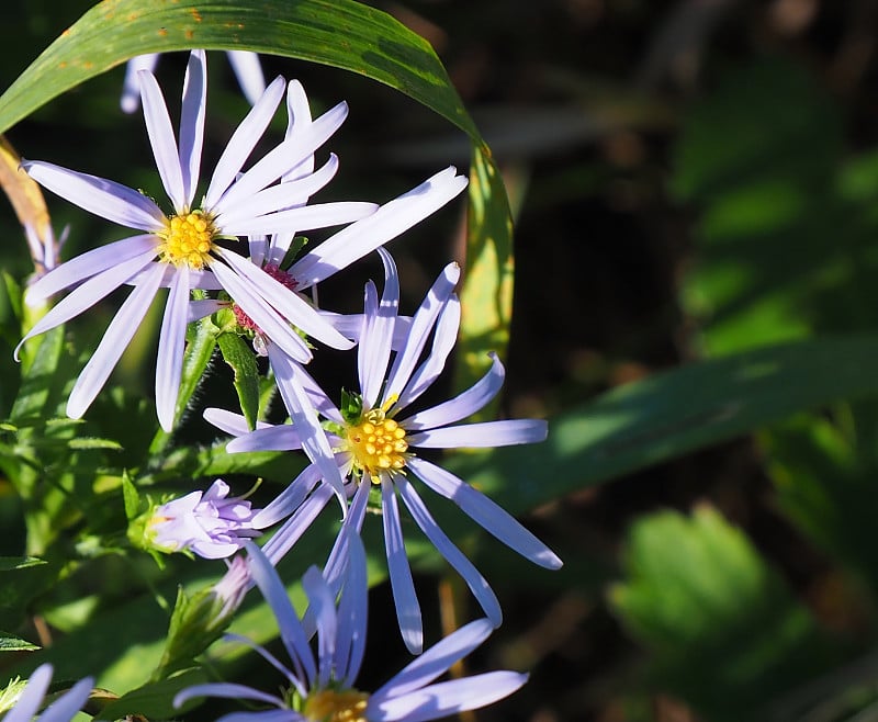 光滑的Aster花