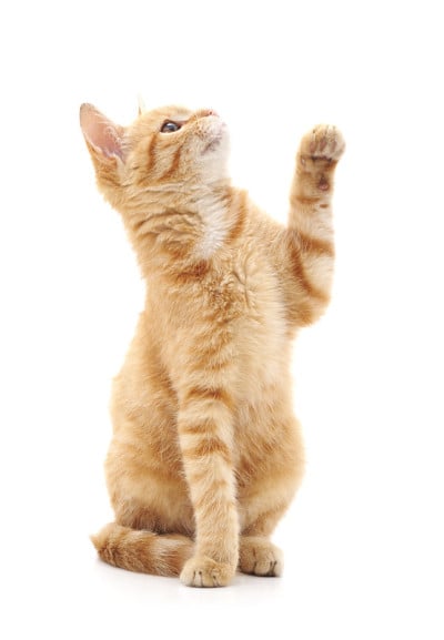 小猫。