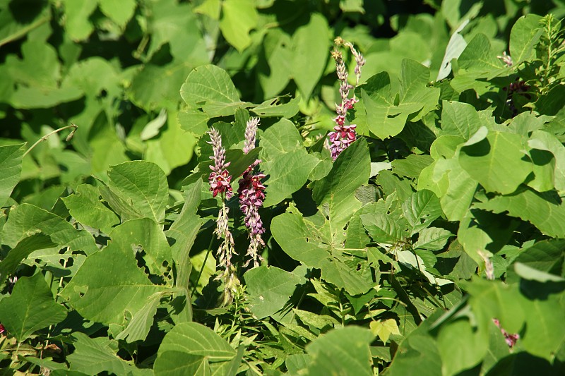 花野葛