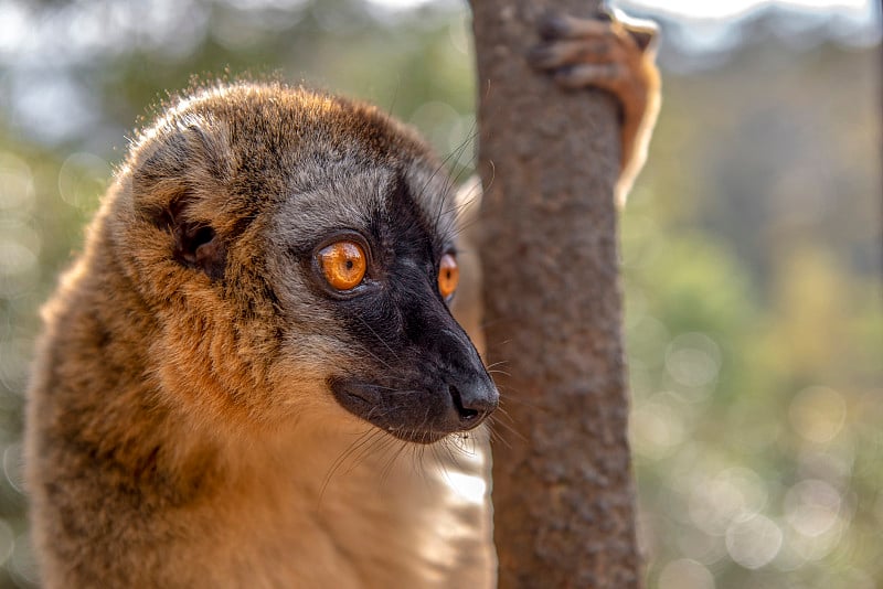 普通棕色狐猴-红色狐猴(Eulemur rufus)，肖像。濒临灭绝,流行. .马达加斯加。