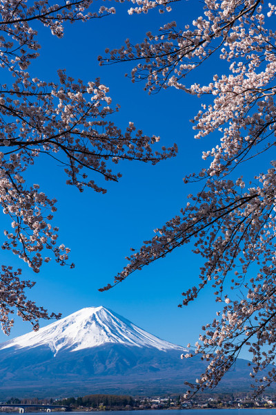 日本富士山上盛开樱花的春天。