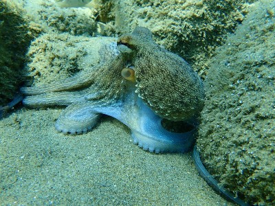 普通章鱼(octopus vulgaris)狩猎