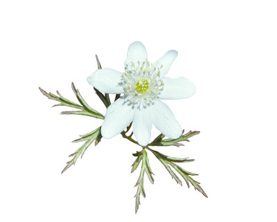 白色春花(银莲花)