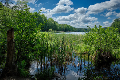 柏林北岸的沼泽地区“Grunewaldsee”(“湖”)