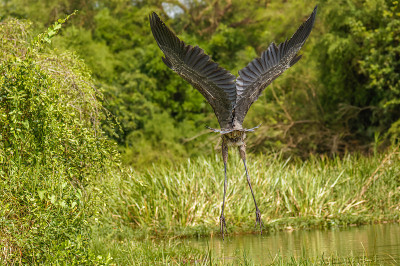 歌利亚苍鹭(Ardea Goliath)在飞行，Murchison Falls国家公园，乌干达。