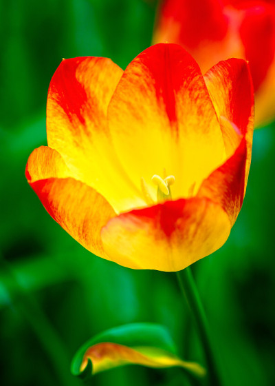 红色和黄色的郁金香花