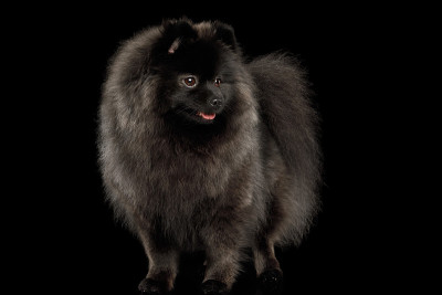 博美犬对着黑色