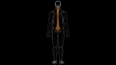 人类骨骼脊柱椎骨解剖3D