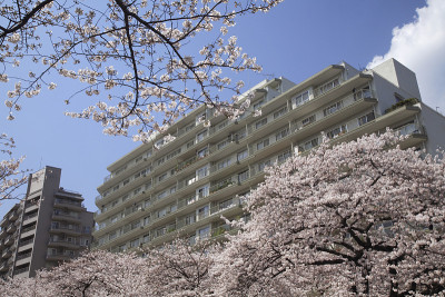 Bunkyo樱桃街