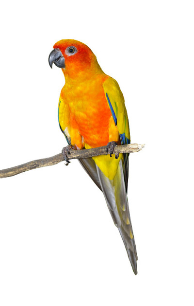 Sun Conure (Aratinga solstitialis)