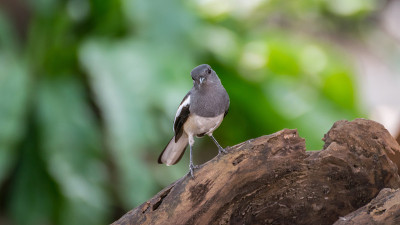 鸟(东方喜鹊或Copsychus saularis)雌性黑色，灰色和白色的颜色栖息在一棵自然野生的树