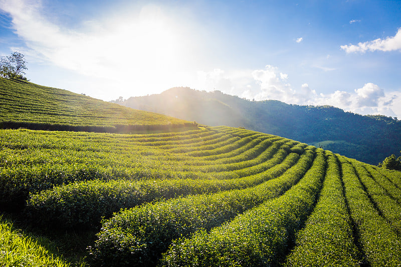 美丽的风景全景图，101茶园在晴朗的一天，在蓝天的背景下，在泰国清莱省的旅游景点Doi Mae Sa